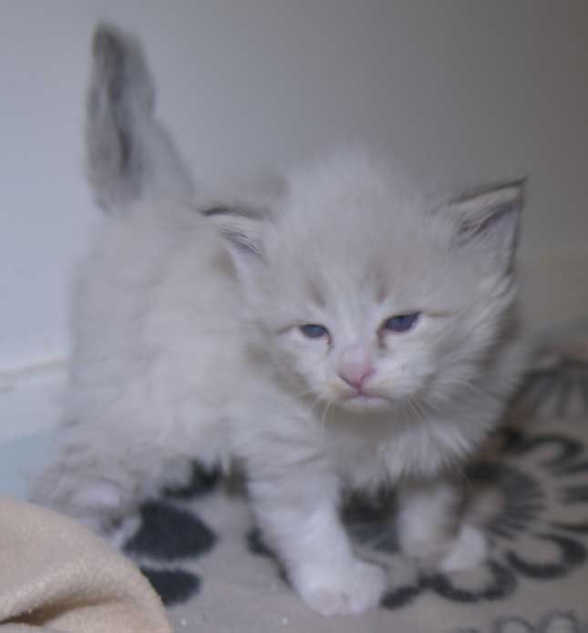 Neva Masquerade kattunge Thrymr