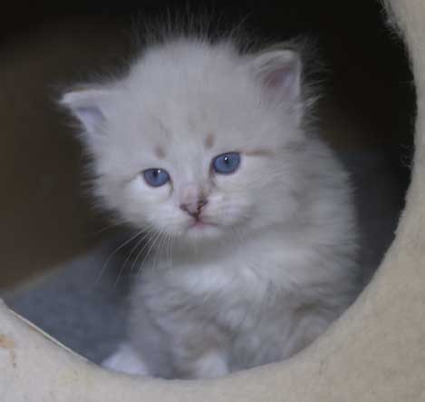 Neva Masquerade katt Thule