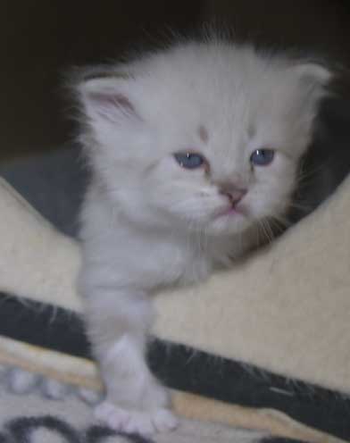 Neva Masquerade kattunge Thyone