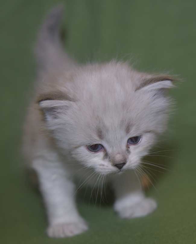 Neva Masquerade kattunge Thalia