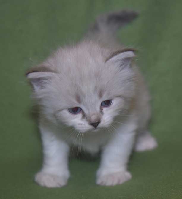 Neva Masquerade kattunge Thalia