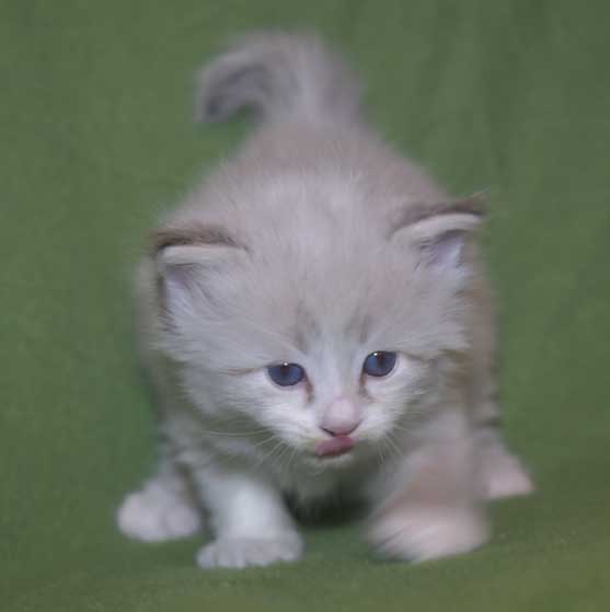 Neva Masquerade kattunge Thrymr