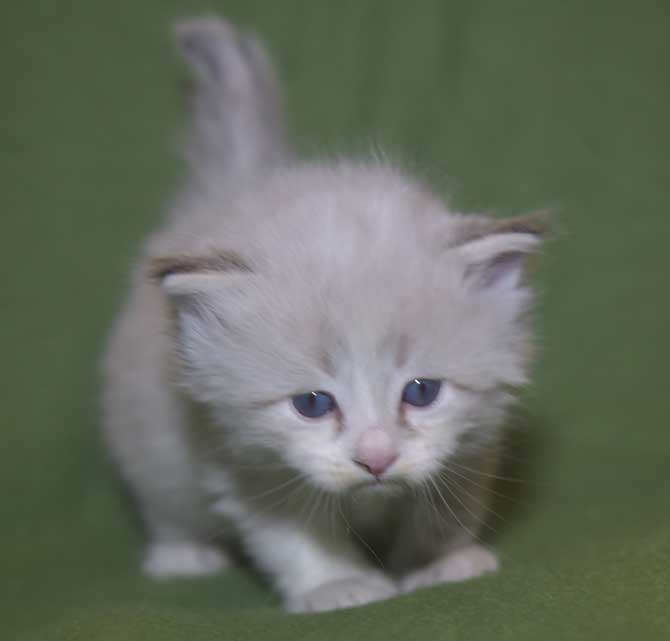 Neva Masquerade kattunge Thrymr