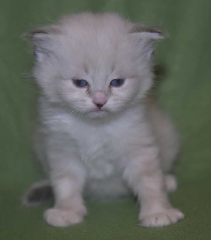 Neva Masquerade kattunge Taurus