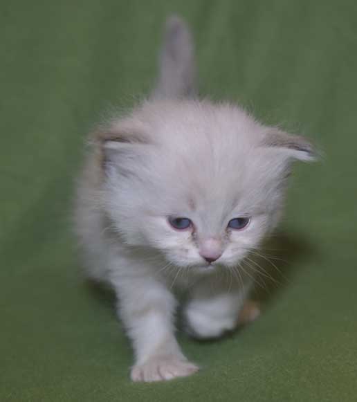 Neva Masquerade kattunge Taurus