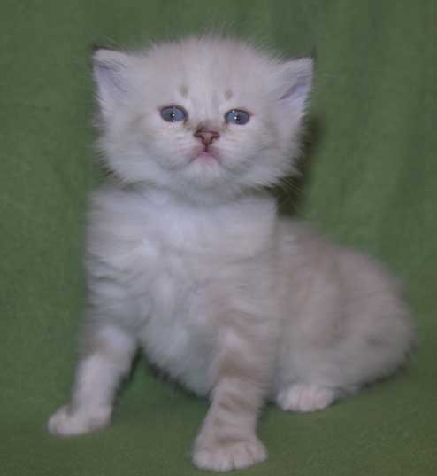 Neva Masquerade kattunge Thyone