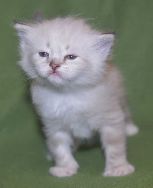 Neva Masquerade kattunge Thyone