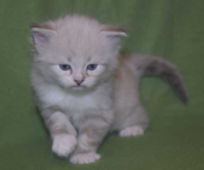 Neva Masquerade kattunge Thule