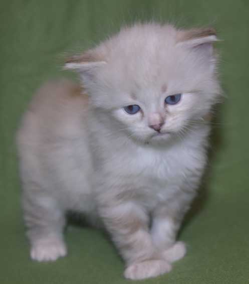 Neva Masquerade kattunge Thule