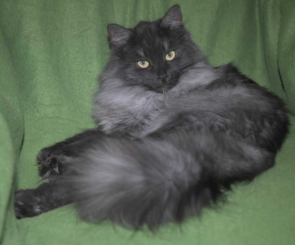 Sibirisk katt Sir Skip