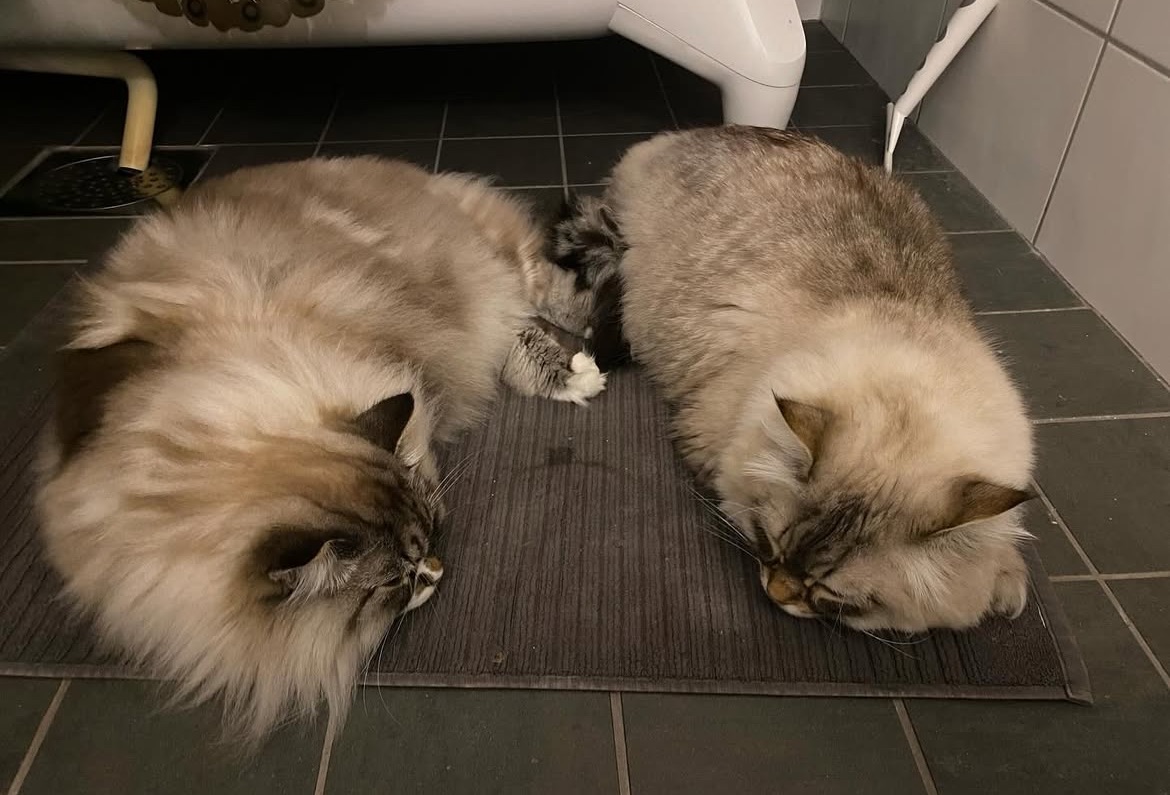 Neva Masquerade katter Dixie o Kaus