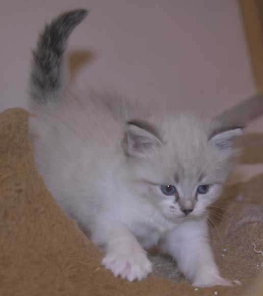 Neva Masquerade kattunge Thalia