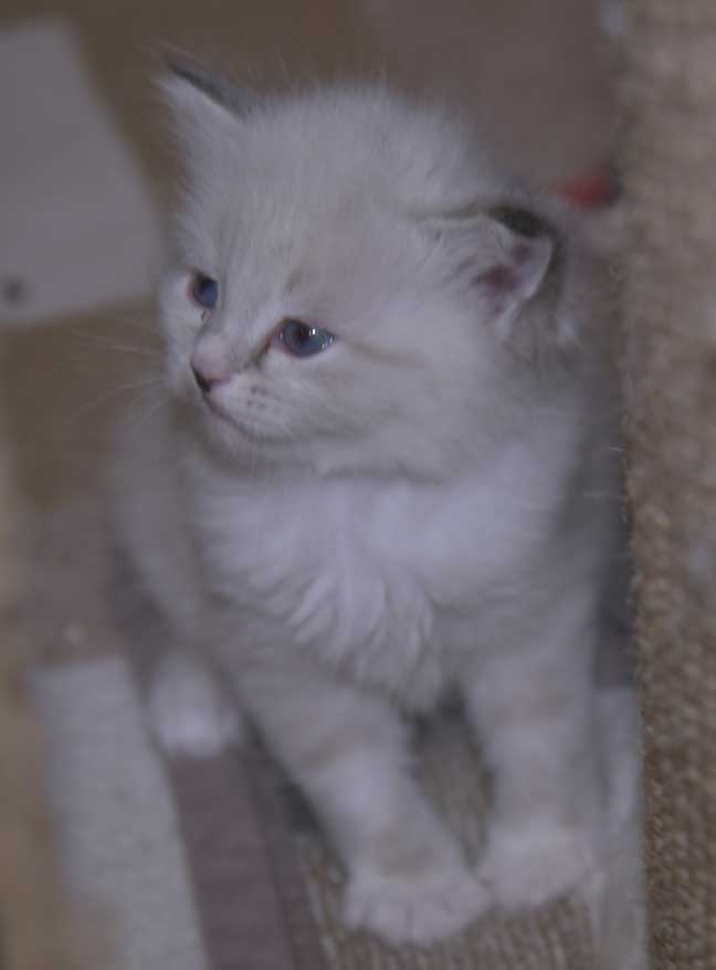 Neva Masquerade kattunge Taurus