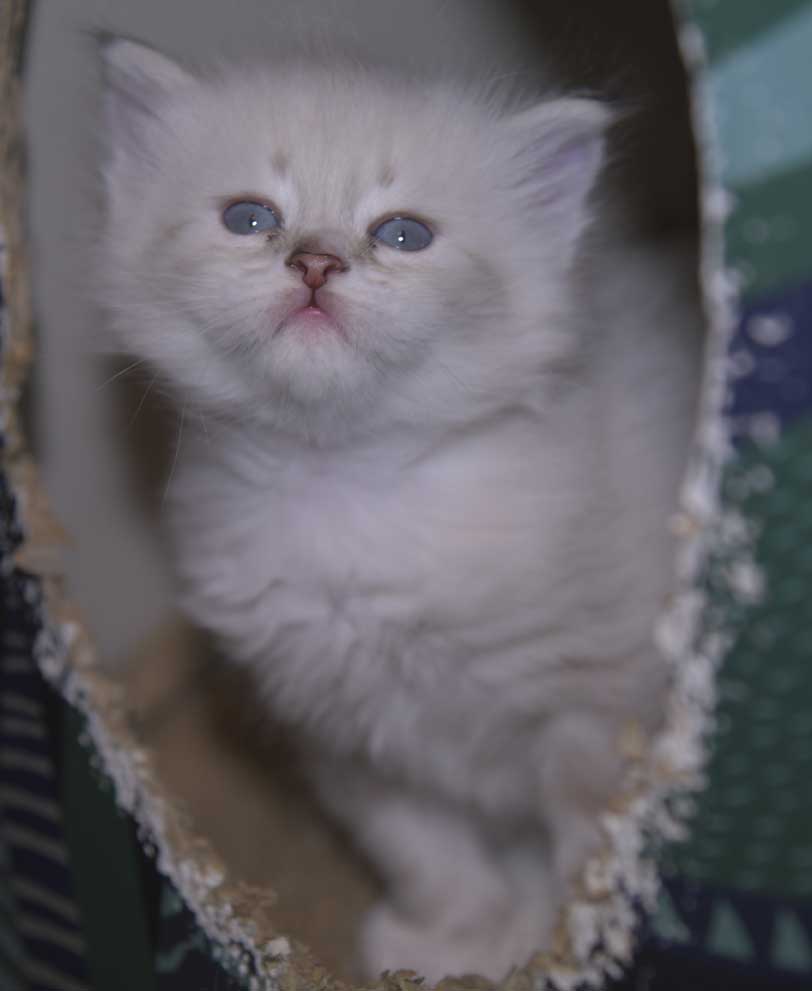 Neva Masquerade kattunge Thyone