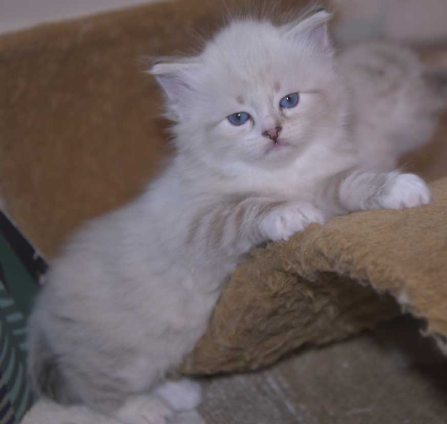 Neva Masquerade kattunge Thule