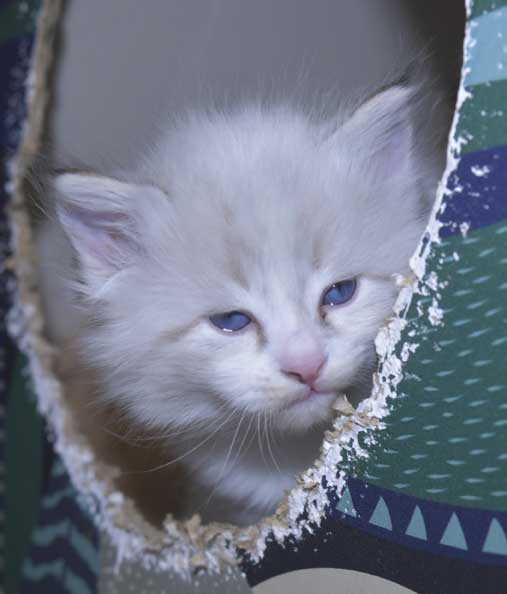 Neva Masquerade kattunge Thrymr