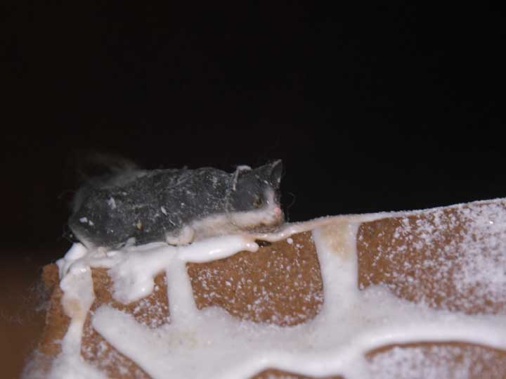 Starskys Pepparkakshus