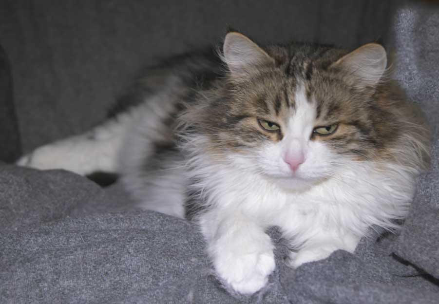 Sibirisk katt Vickie