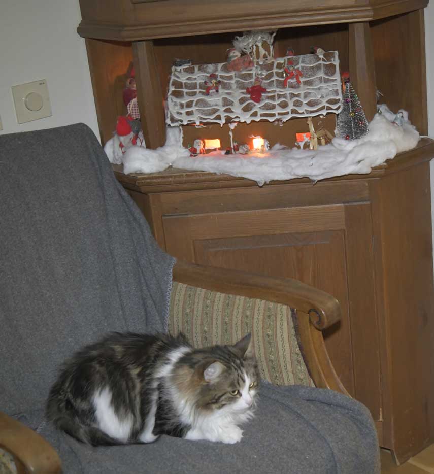 Sibirisk katt Vickie