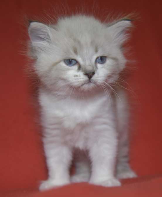 Neva Masquerade kattunge Thalia