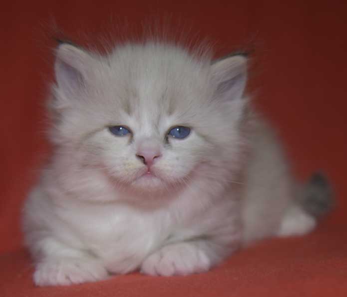 Neva Masquerade kattunge Thrymr