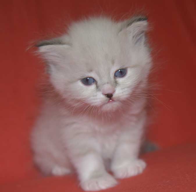 Neva Masquerade kattunge Taurus