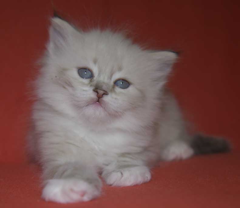 Neva Masquerade kattunge Thyone