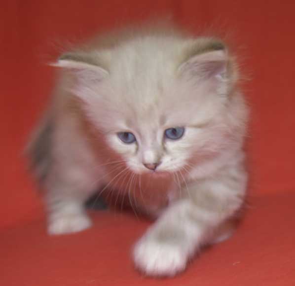 Neva Masquerade kattunge Thule