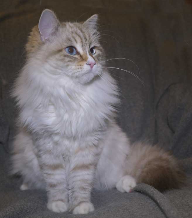 Neva Masquerade kattunge Ritzi