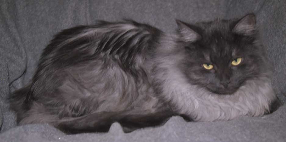 Sibirisk kattunge Sir Skip