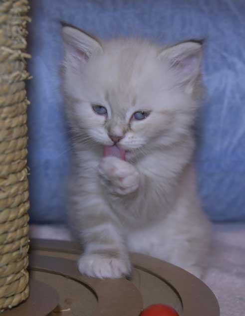 Neva Masquerade kattunge Thyone