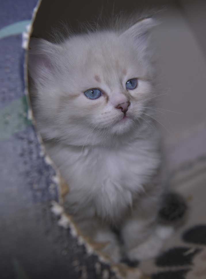 Neva Masquerade kattunge Thule