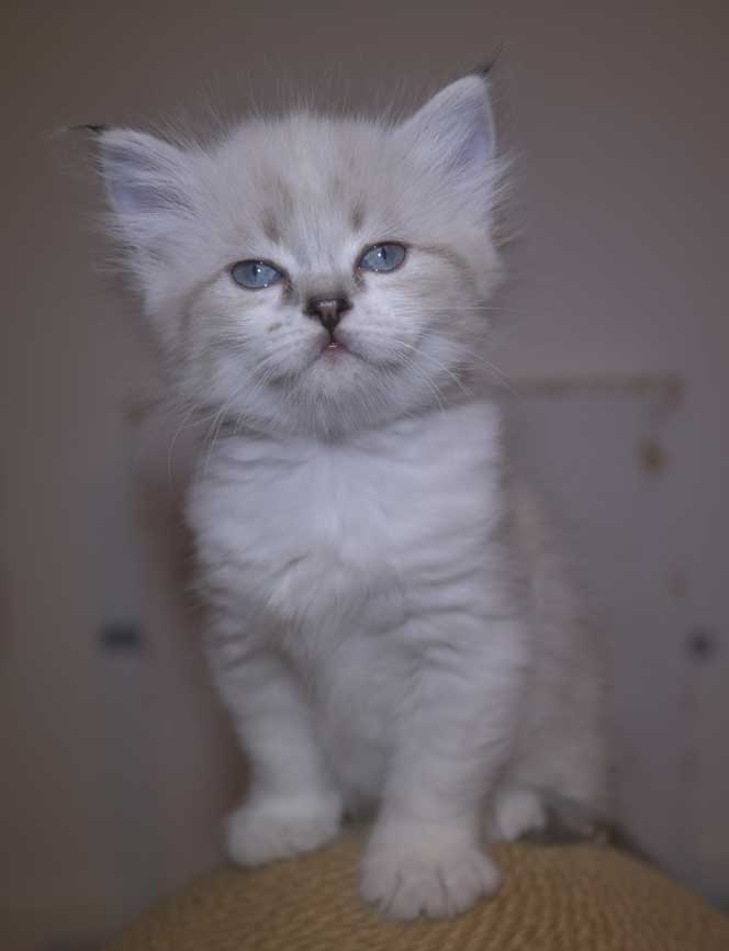 Neva Masquerade kattunge Thalia