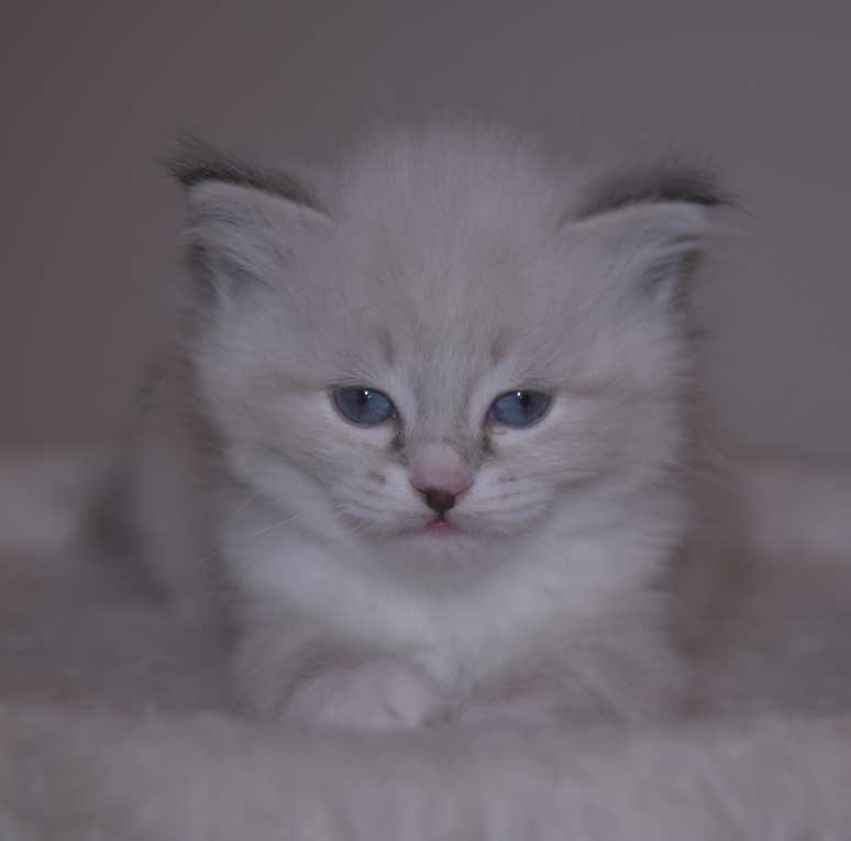 Neva Masquerade kattunge Taurus