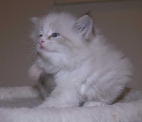 Neva Masquerade kattunge Thrymr