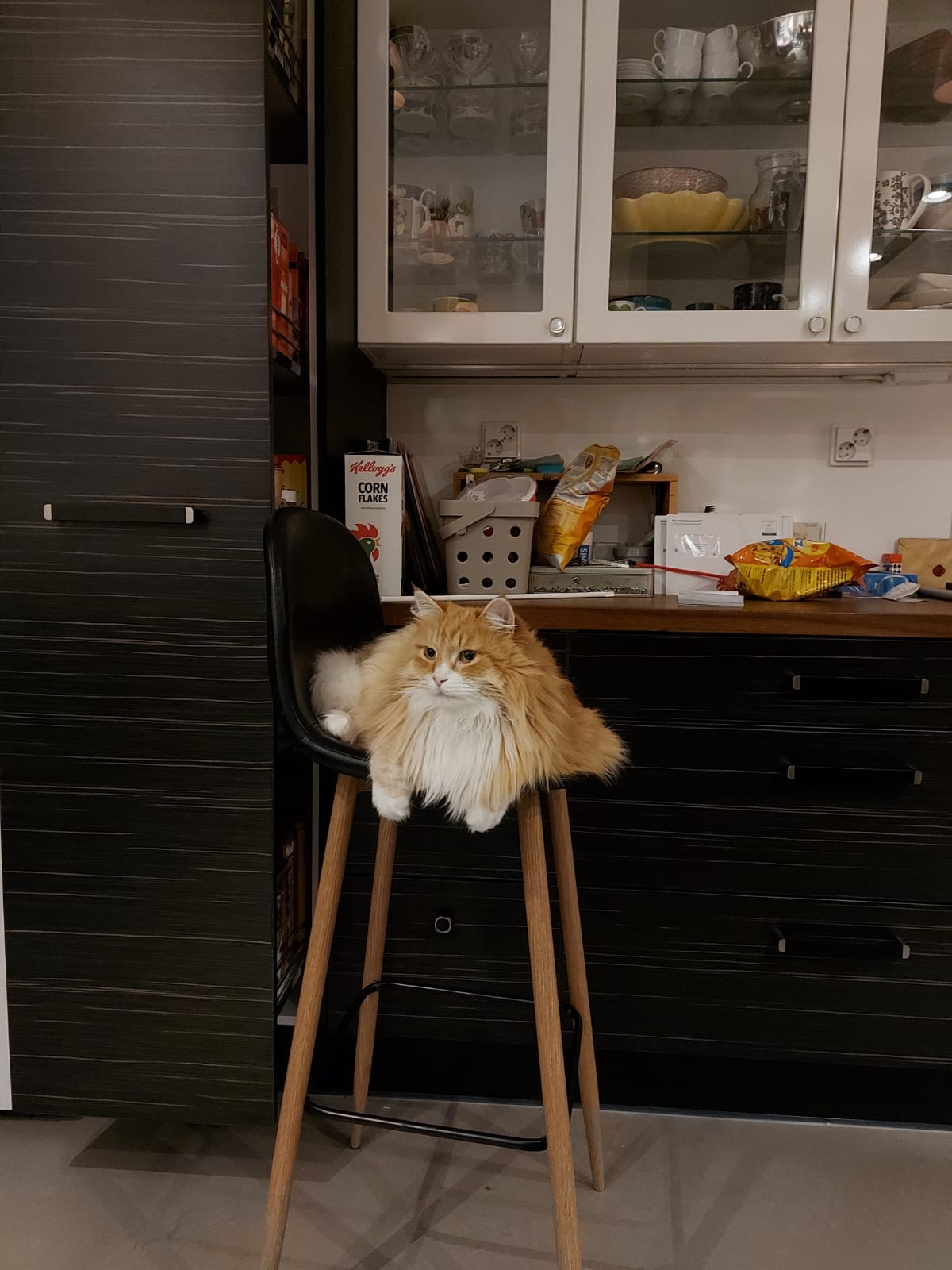 Sibirisk katt Ulysses