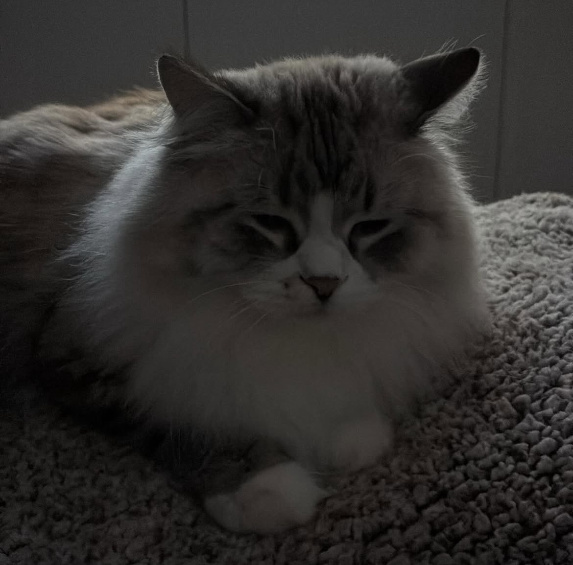 Neva Masquerade katt Darwin