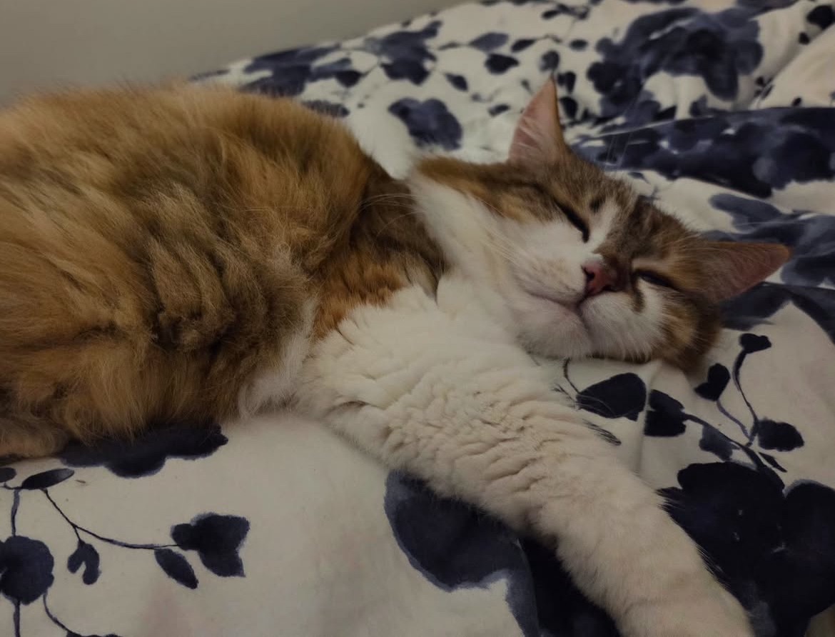 Sibirisk katt Himalia