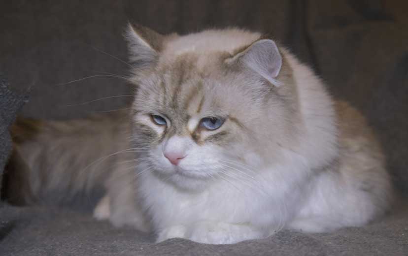 Neva Masquerade katt Whiffi