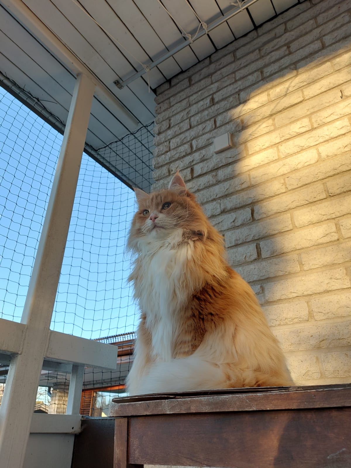 Sibirisk katt Ulysses Jul