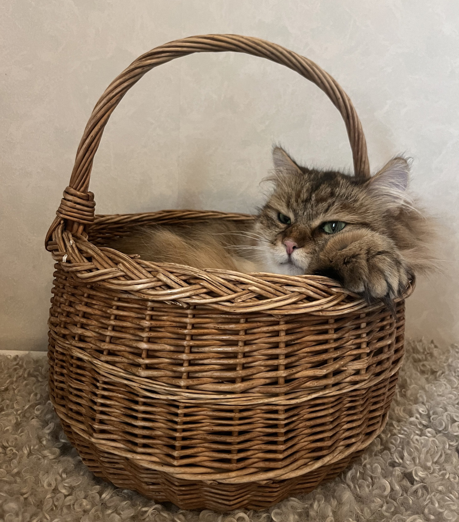 Jul sibirisk katt Mimas