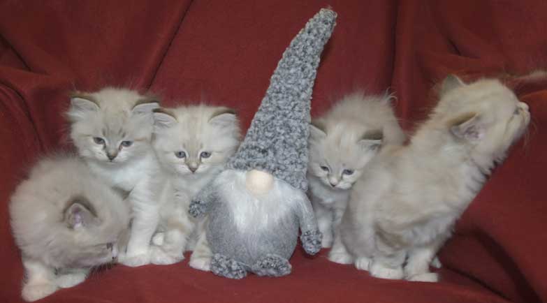 Neva Masquerade kattungar T3-kull