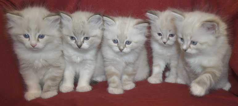 Meva Masquerade kattungar T3-kull