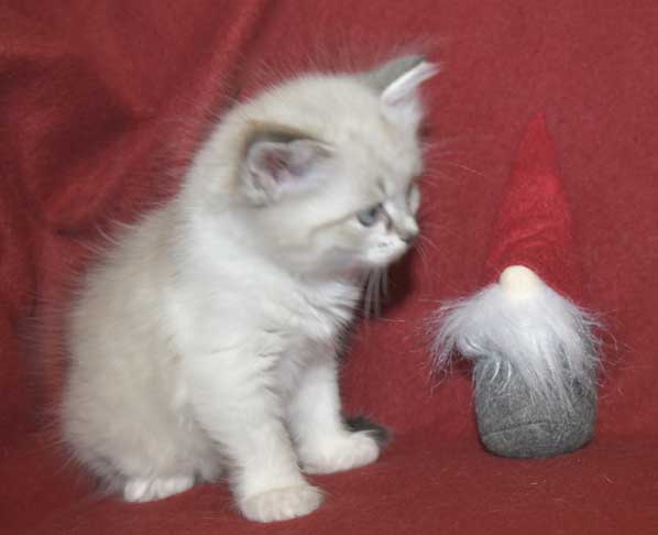 Neva Masquerade kattunge Thalia