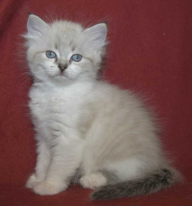 Meva Masquerade kattunge Thalia