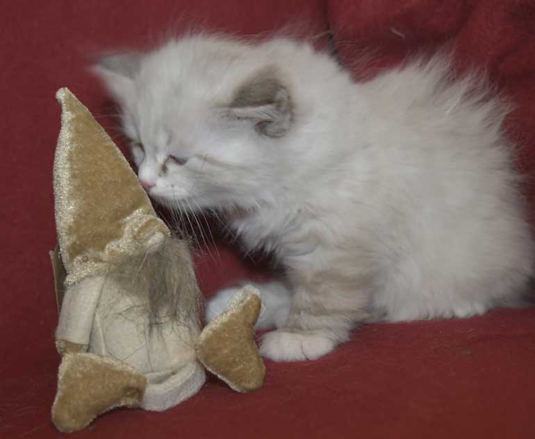 Neva Masquerade kattunge Thrymr