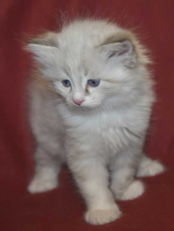 Neva Masquerade kattunge Thrymr