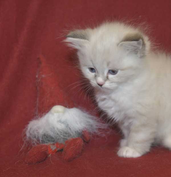 Neva Masquerade kattunge Taurus