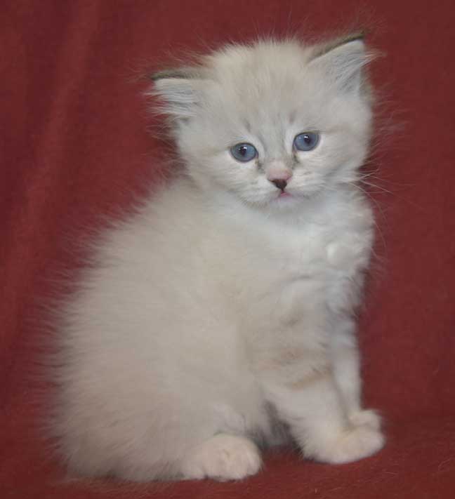 Neva Masquerade kattunge Taurus