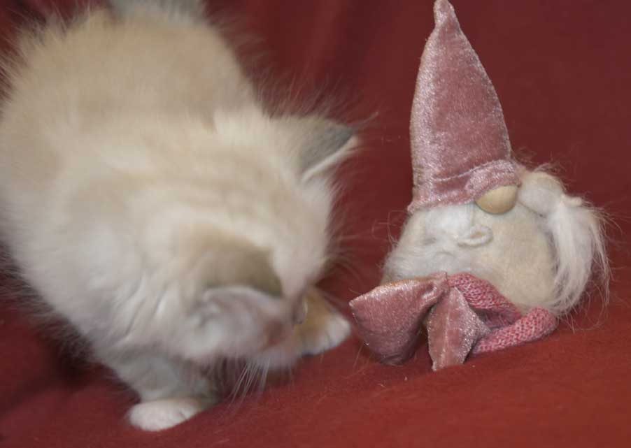 Neva Masquerade kattunge Thyone